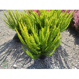  Vres obyčajný (Calluna vulgaris) 'SKYLINE' - výška 15-25 cm, kont. P9